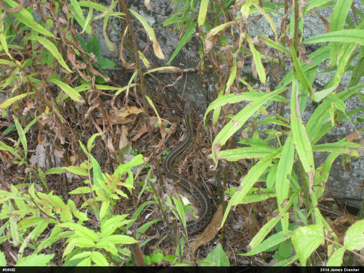 Eastern Gartersnake