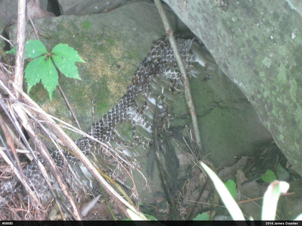 Timber Rattlesnake
