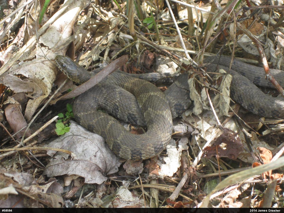 Northern Watersnake
