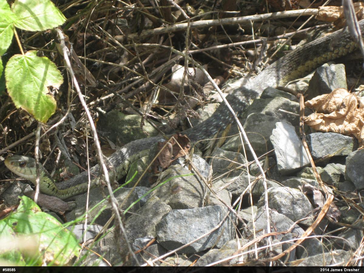 Eastern Gartersnake