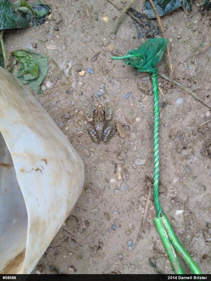 Green Frog