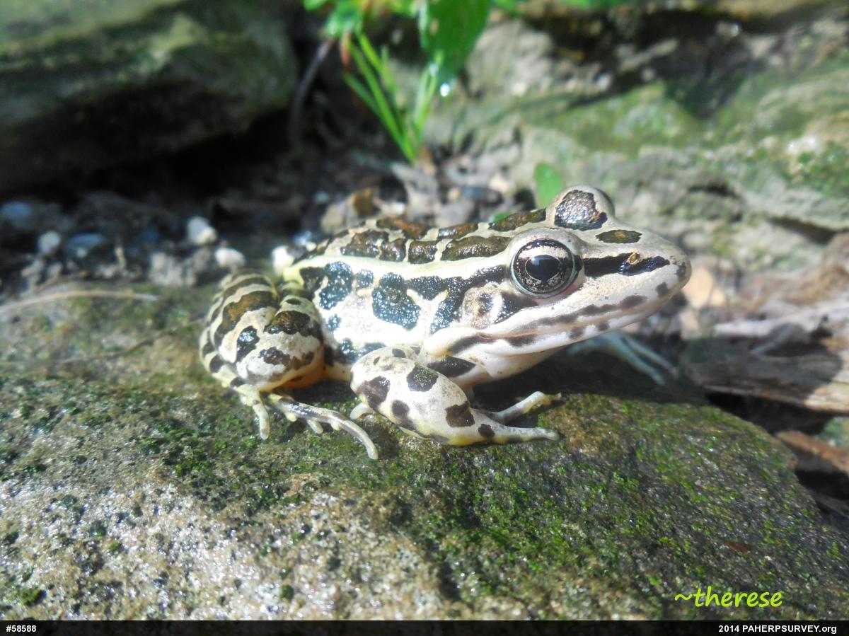 Pickerel Frog