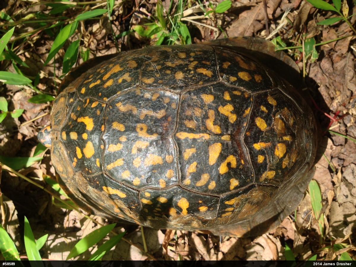 Eastern Box Turtle
