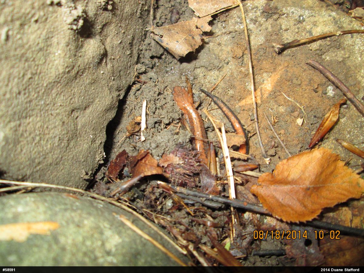 Eastern Red-backed  Salamander