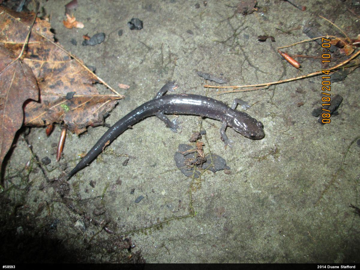 Wehrle's Salamander
