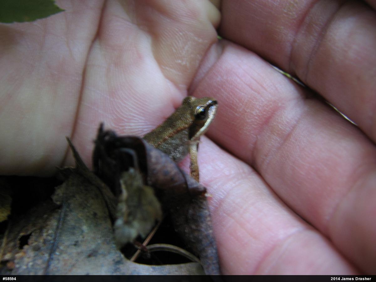 Wood Frog