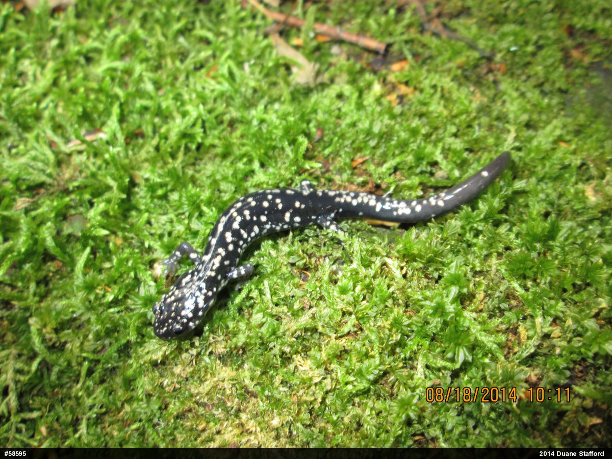 Northern Slimy Salamander