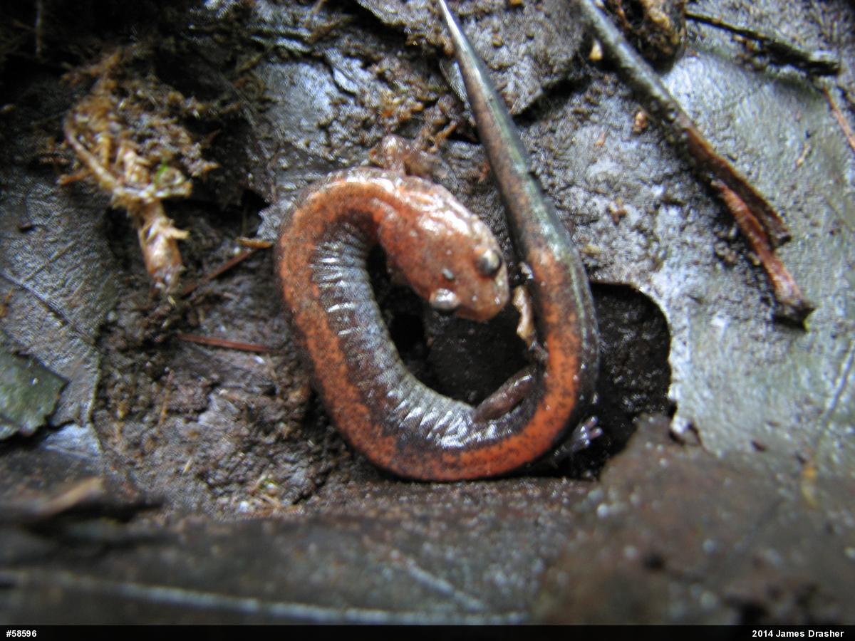 Eastern Red-backed  Salamander