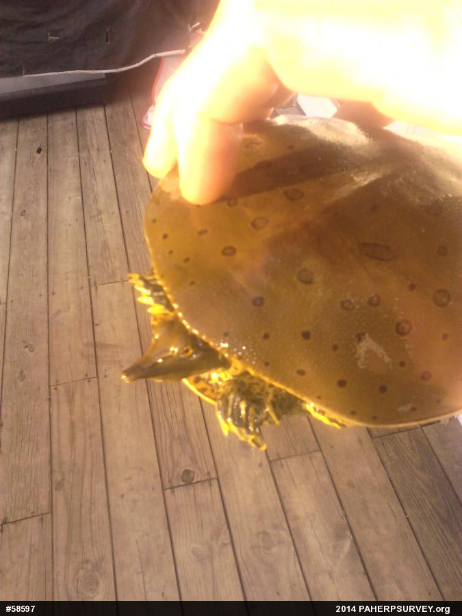 Eastern Spiny Softshell