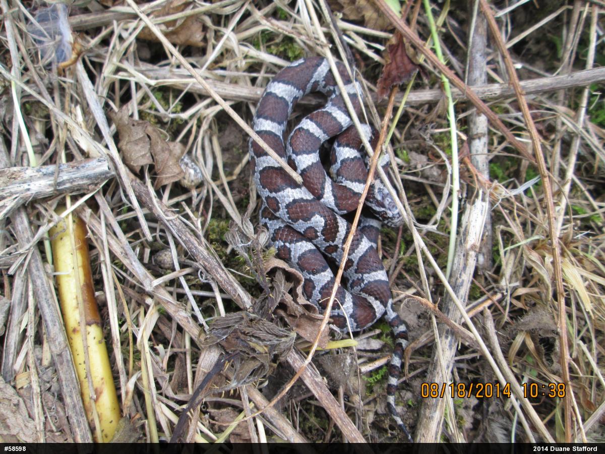 Eastern Milksnake