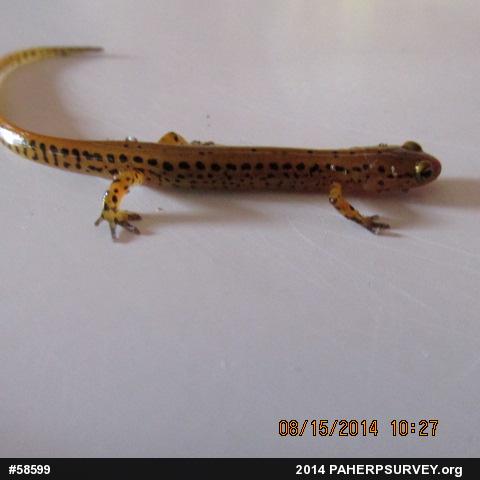 Eastern Long-tailed Salamander