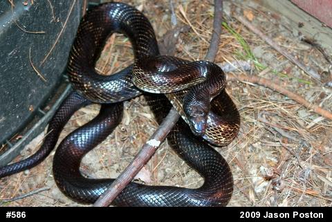 Eastern Ratsnake
