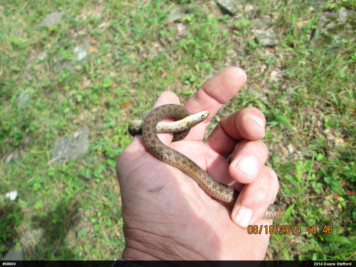 Eastern Gartersnake