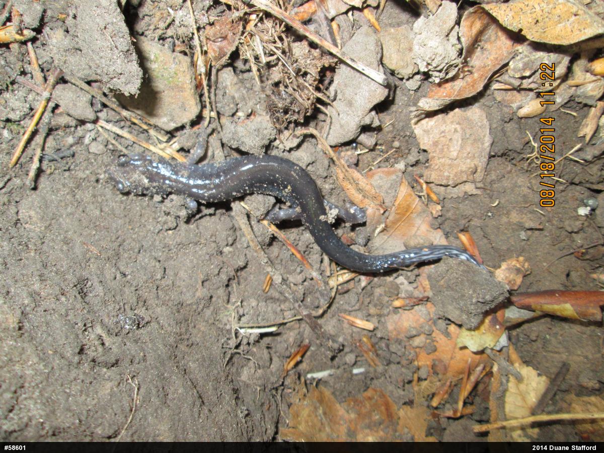 Wehrle's Salamander