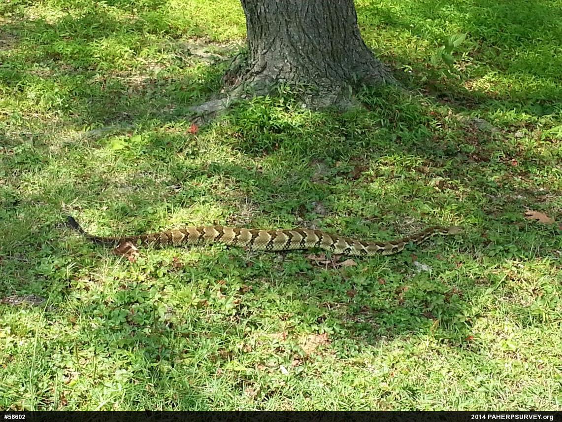 Timber Rattlesnake