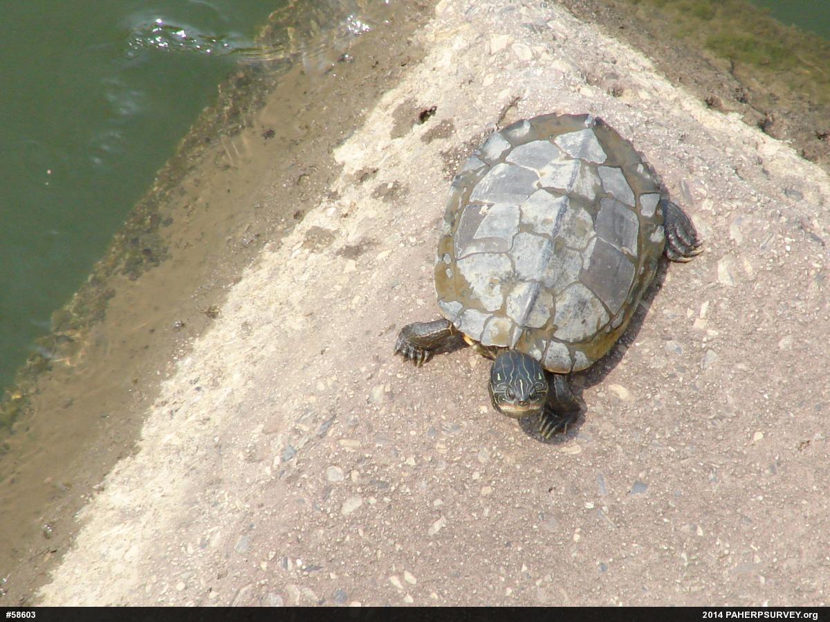 Northern Map Turtle