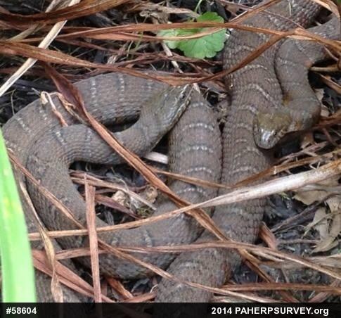 Northern Watersnake