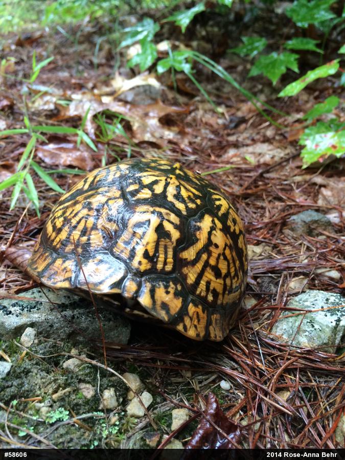 Eastern Box Turtle