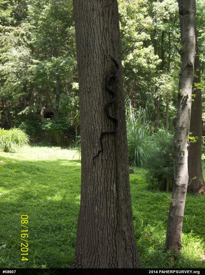 Eastern Ratsnake
