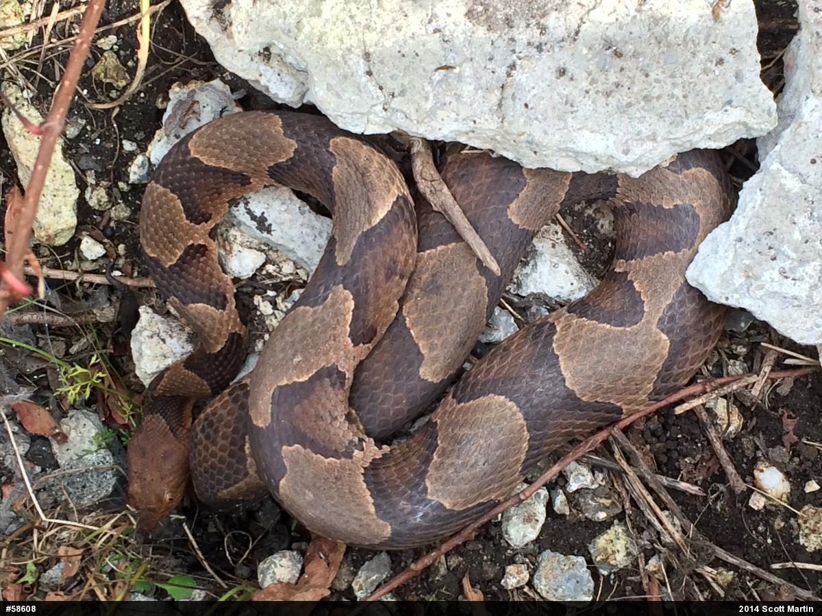 Northern Copperhead