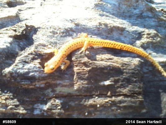 Eastern Long-tailed Salamander