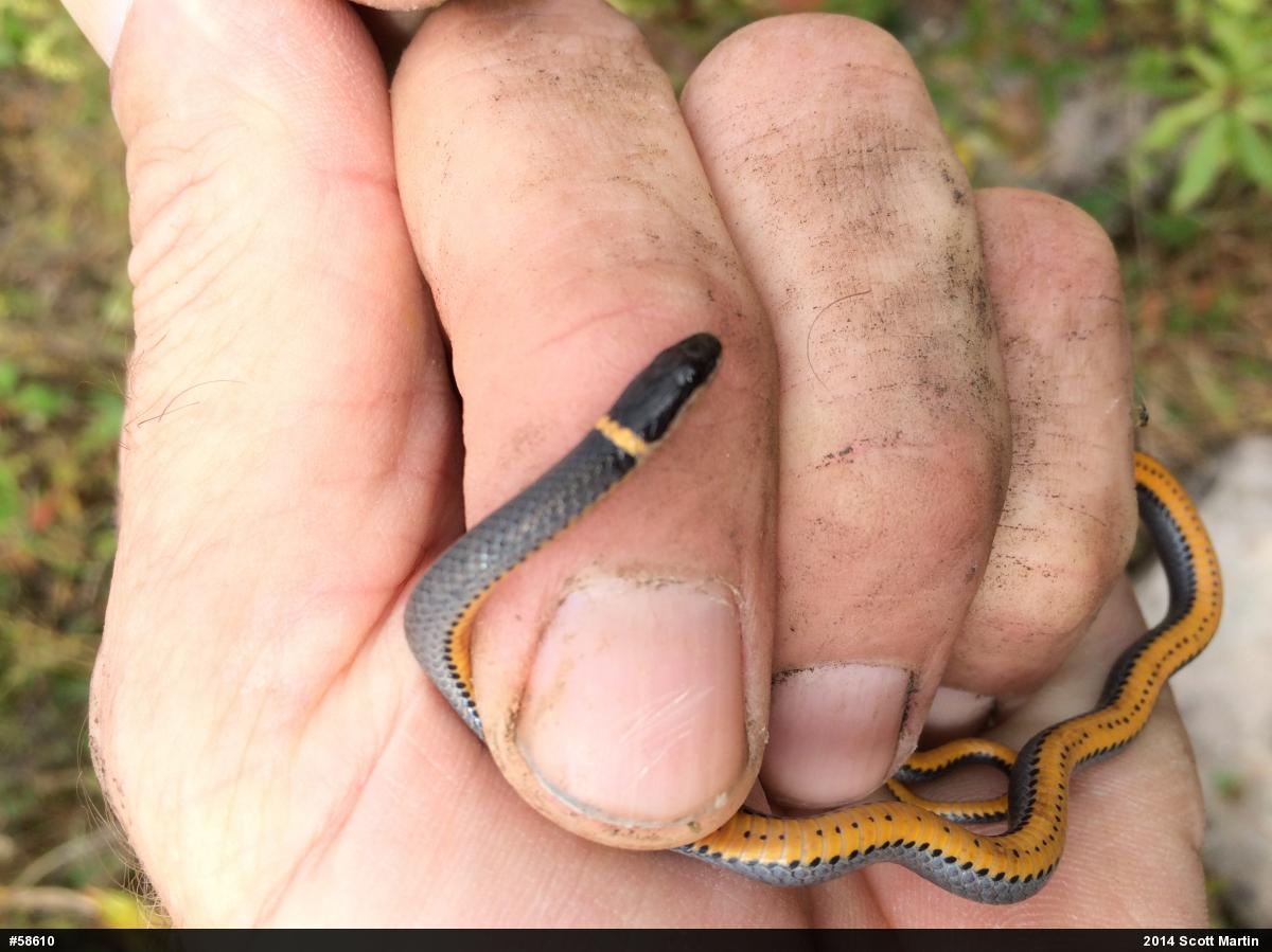 Northern Ring-necked Snake