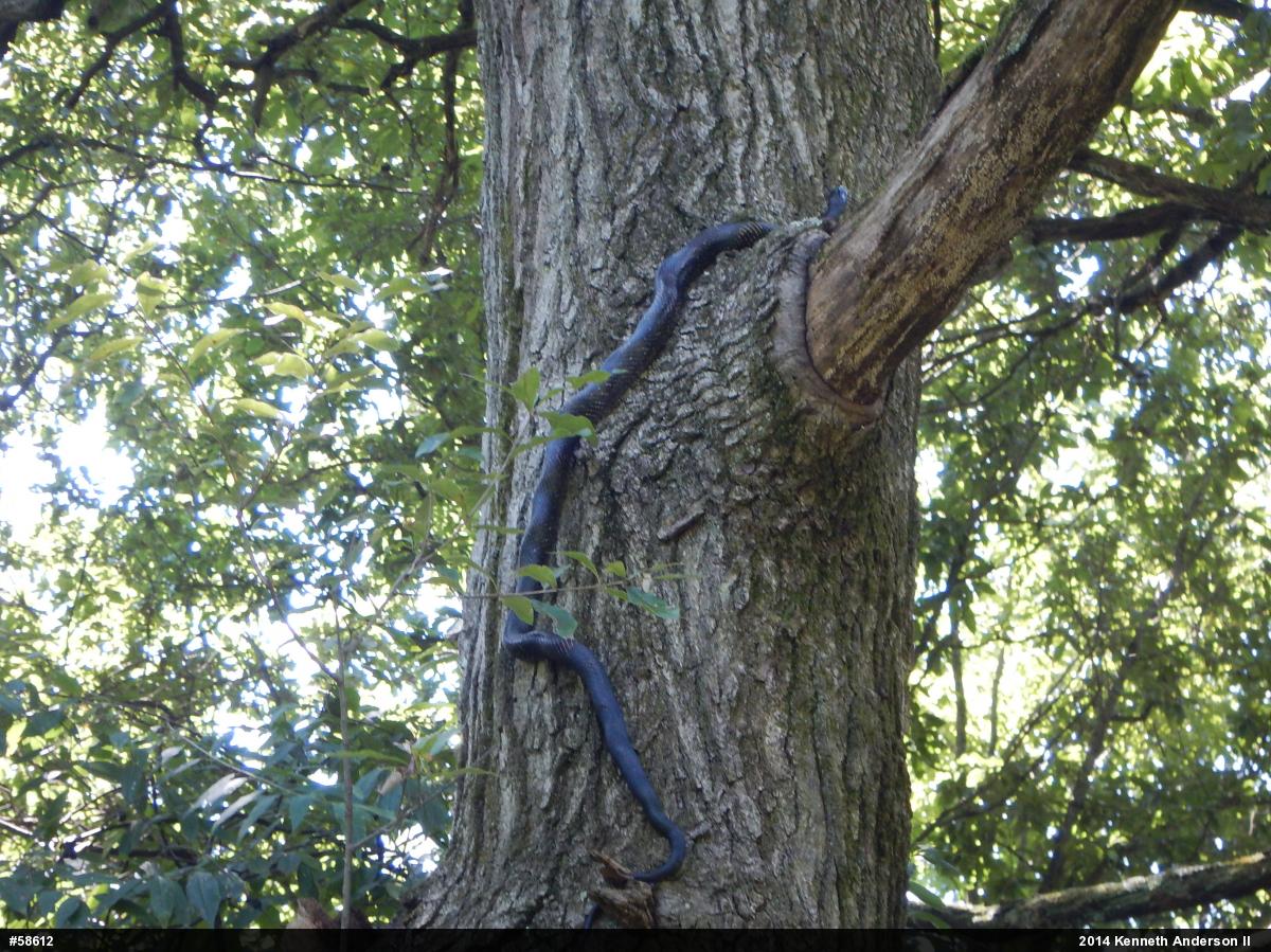 Eastern Ratsnake
