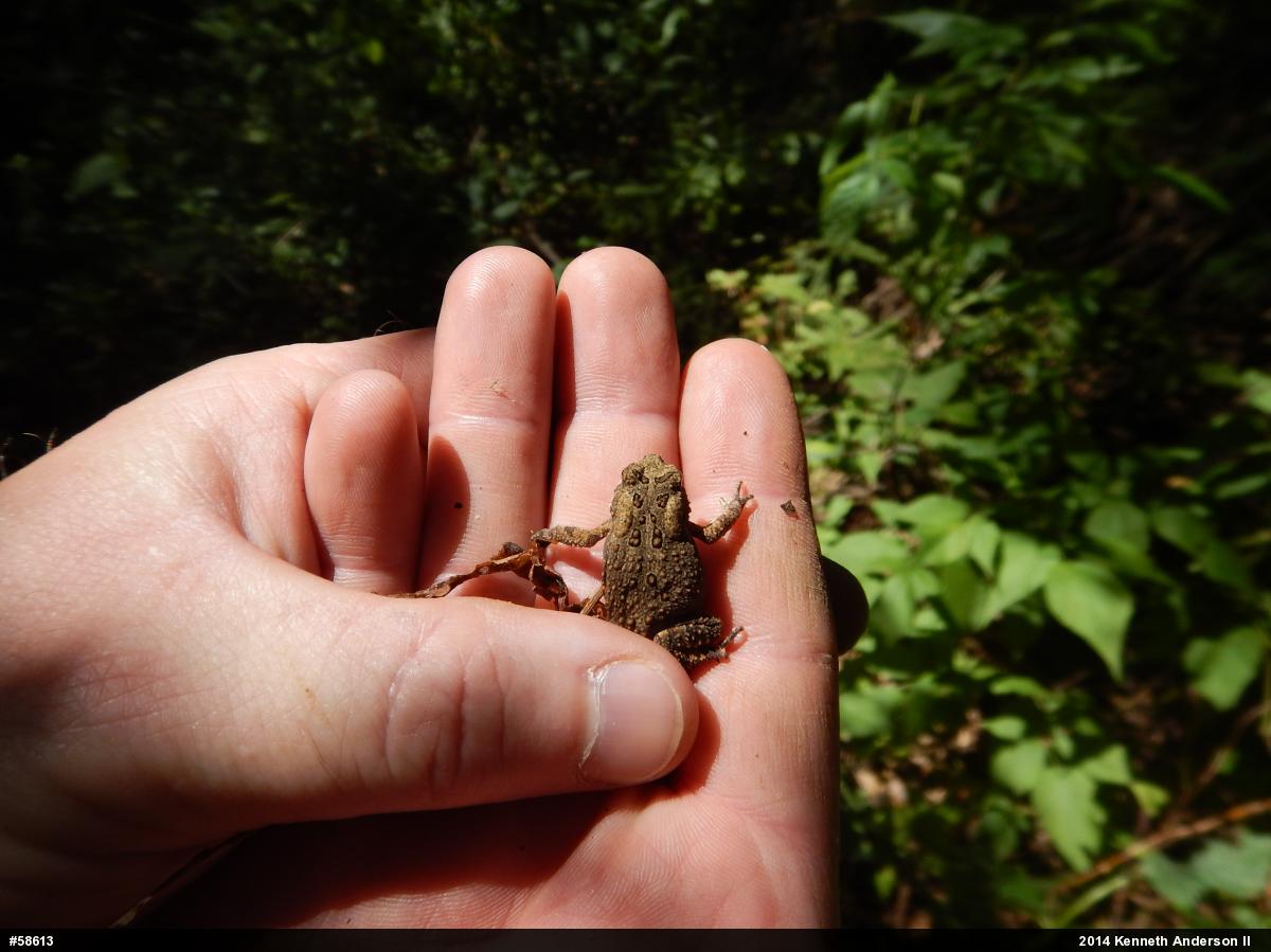 Eastern American Toad