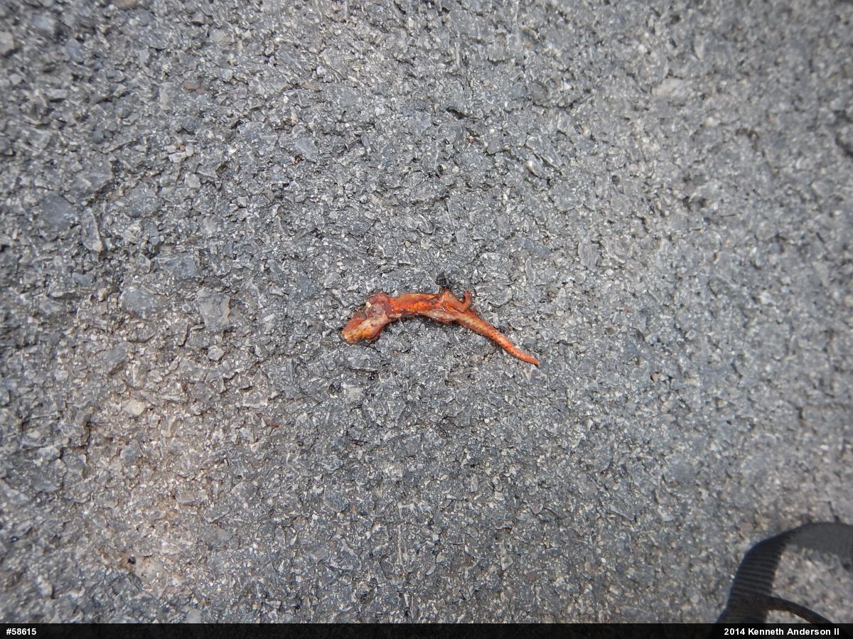 Red-spotted Newt