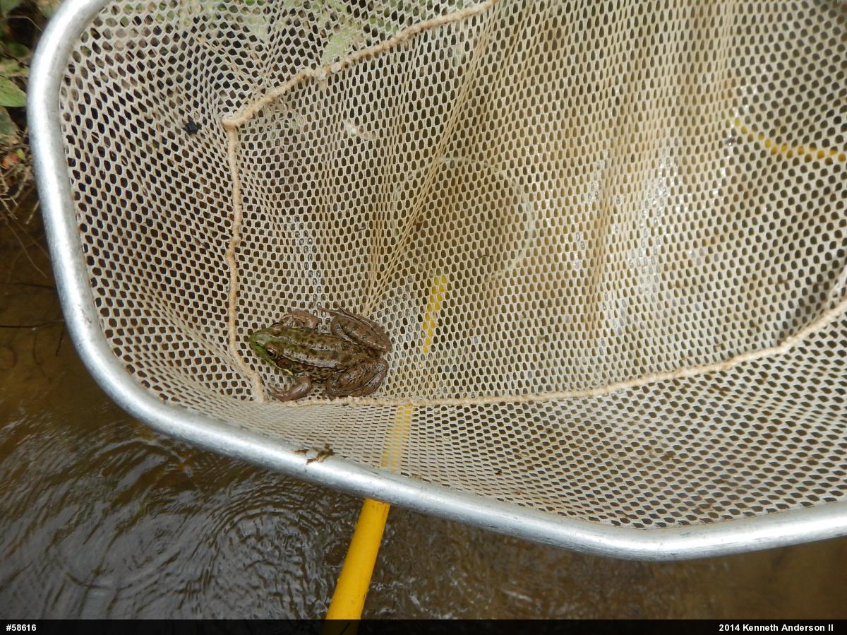 Green Frog