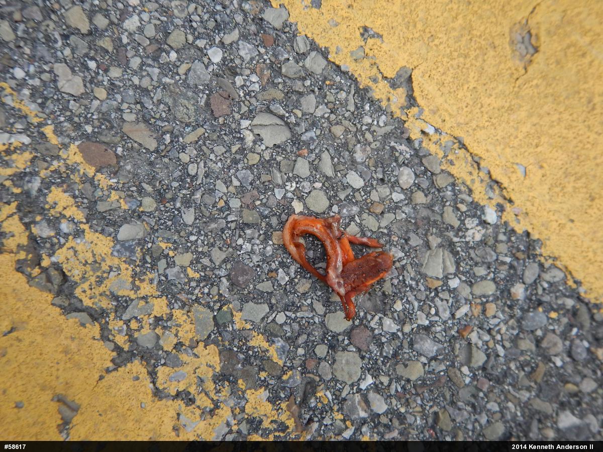 Red-spotted Newt