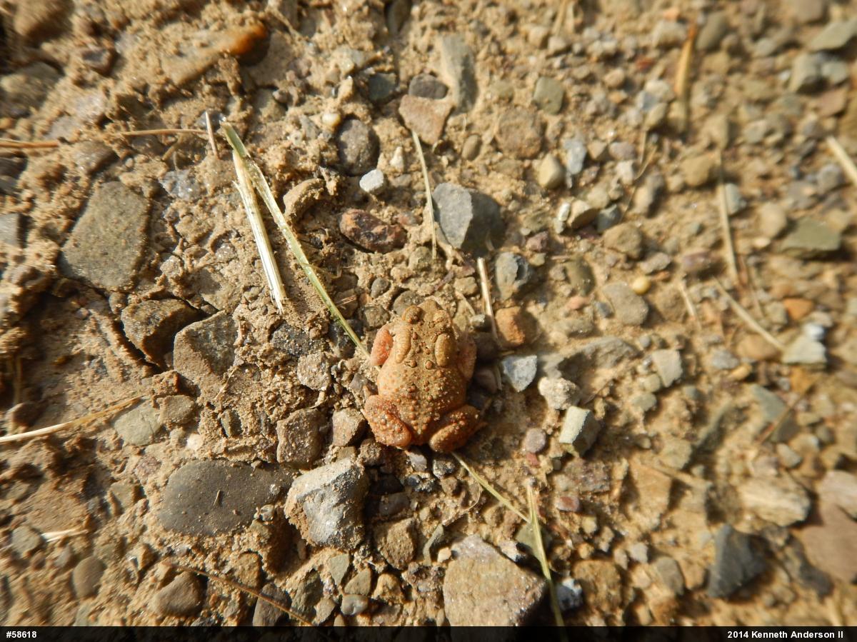 Eastern American Toad