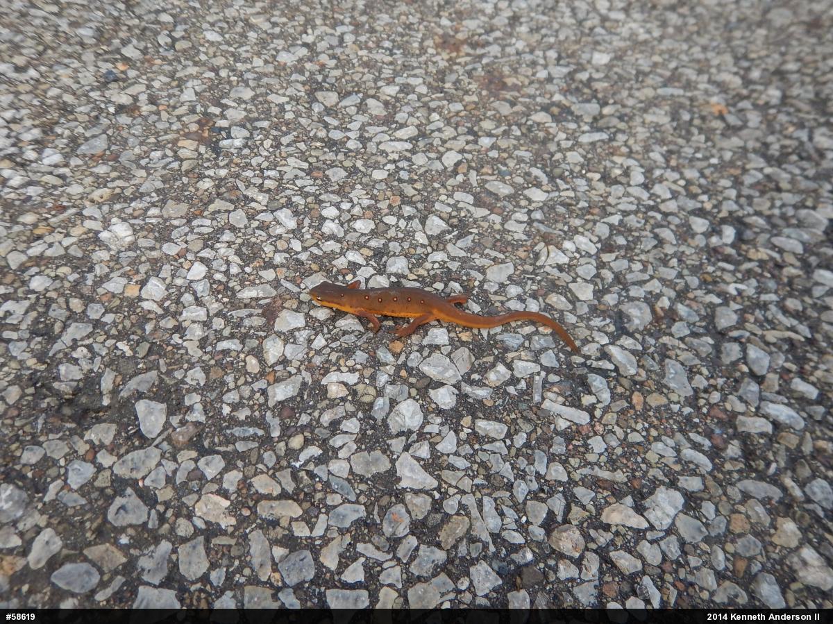 Red-spotted Newt