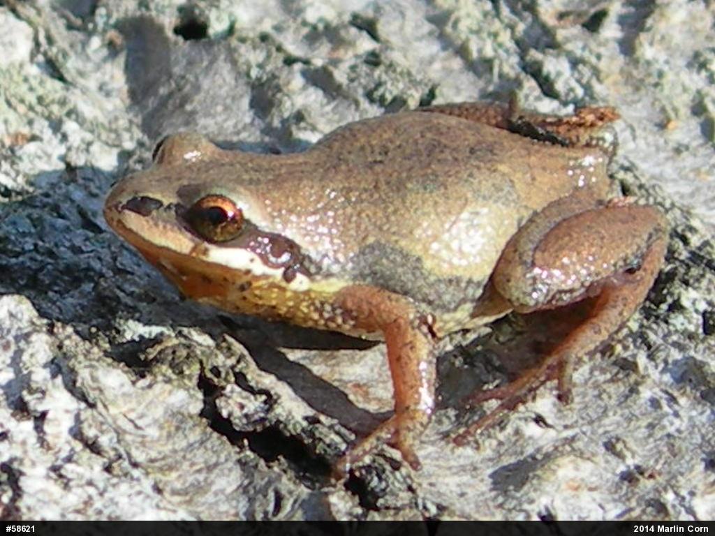 Chorus Frogs