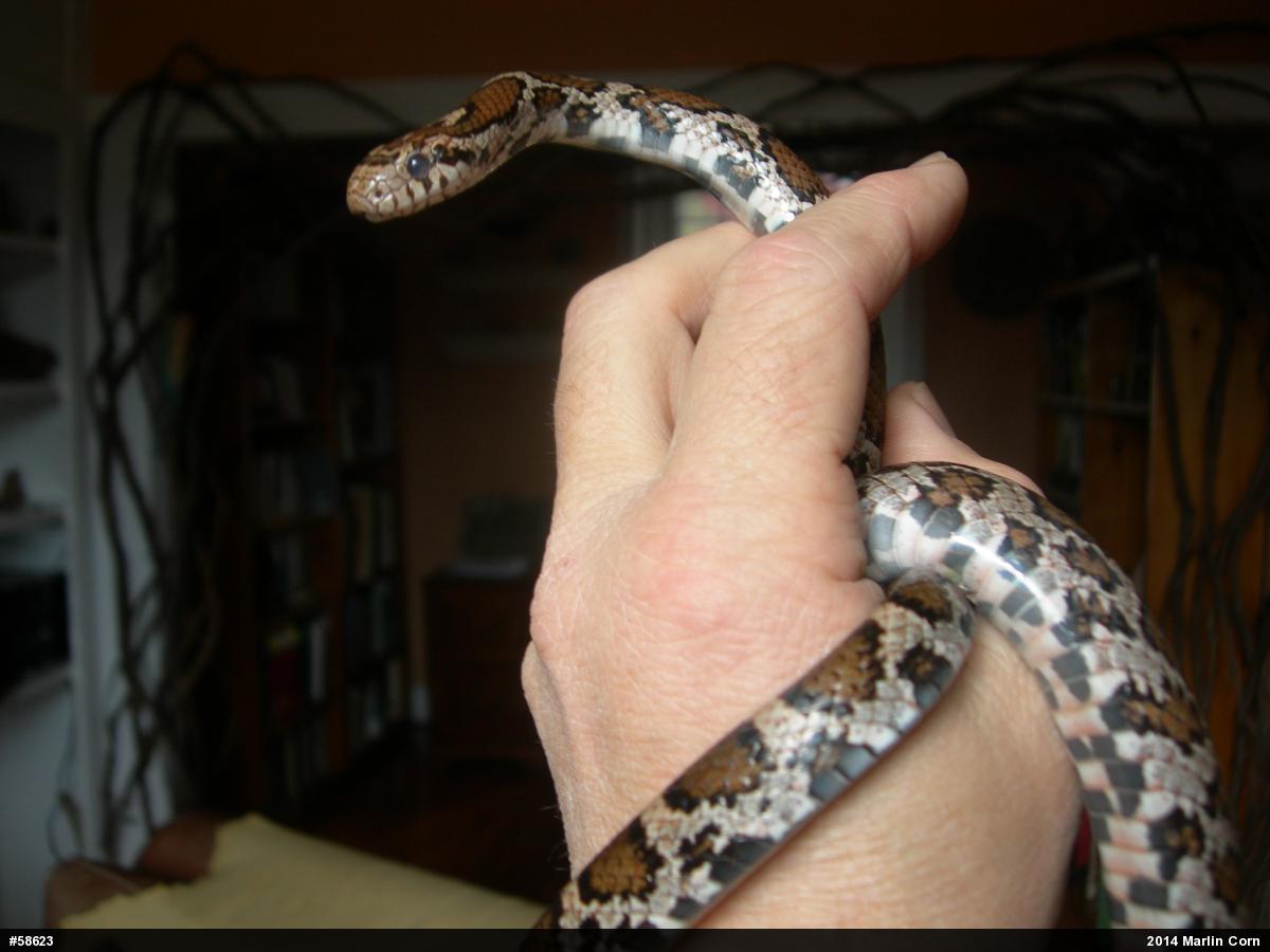 Eastern Milksnake