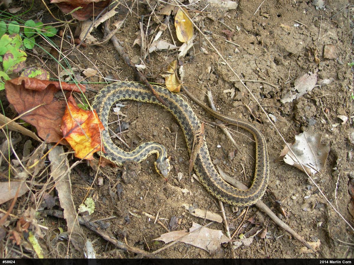 Eastern Gartersnake
