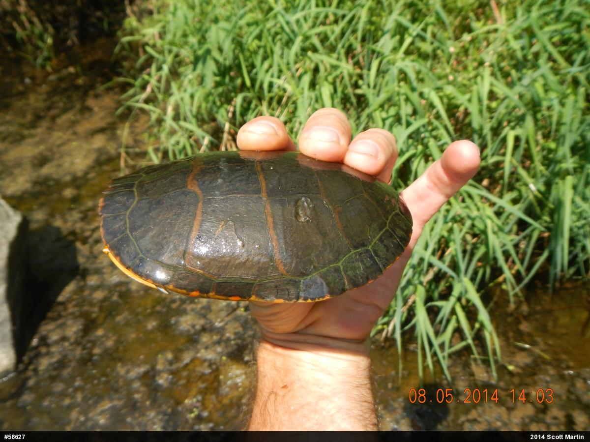 Eastern Painted Turtle