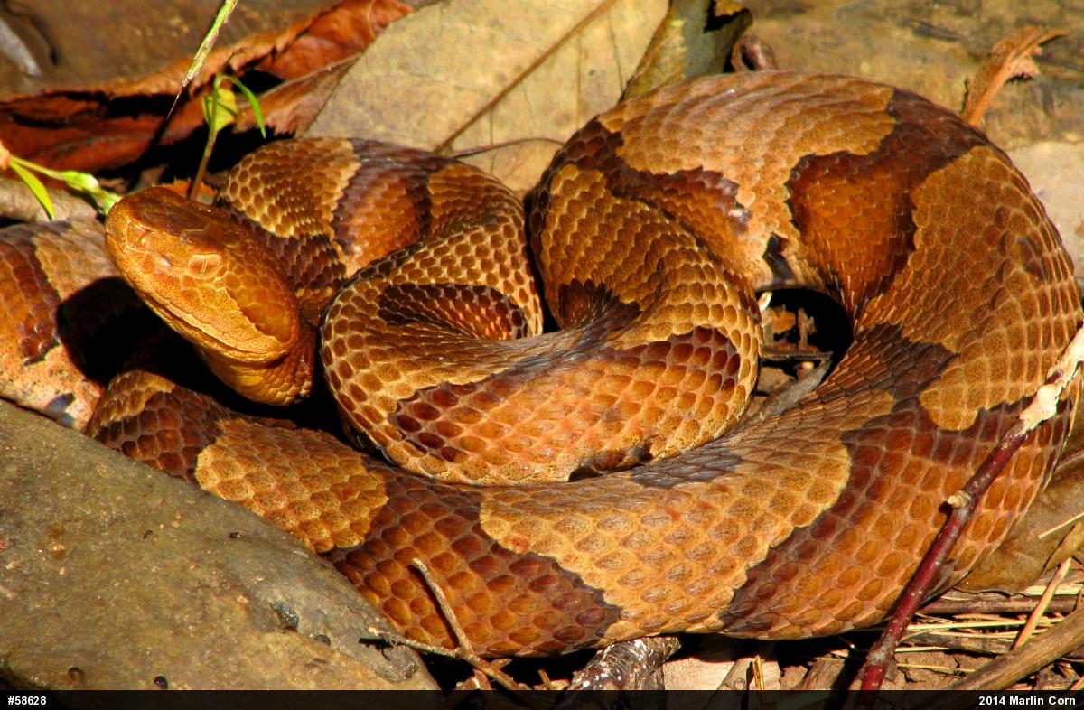 Northern Copperhead