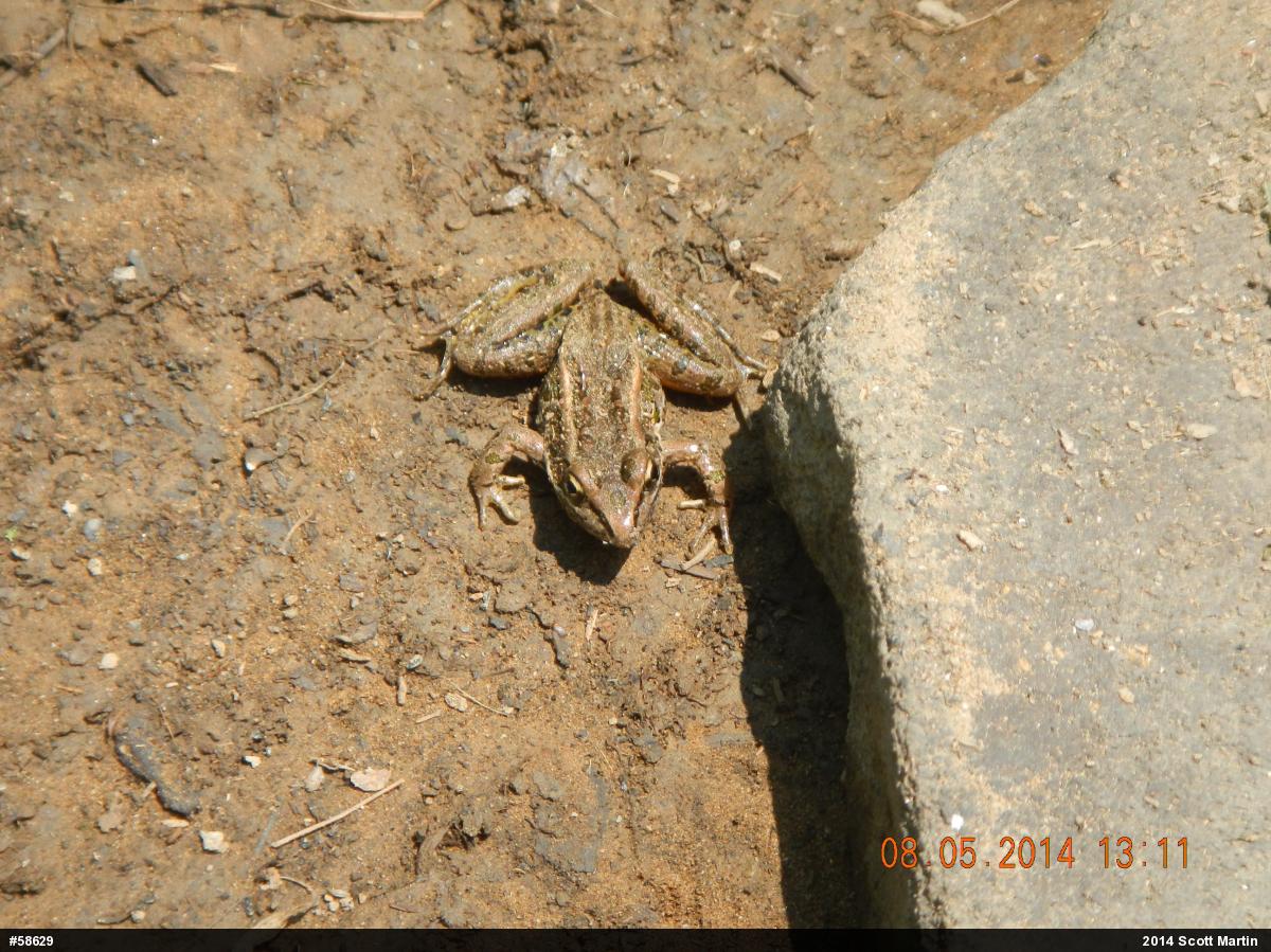Pickerel Frog