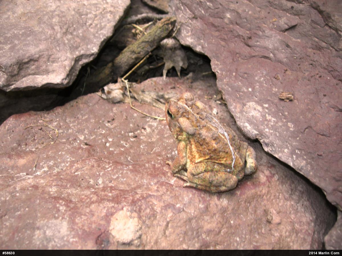 Eastern American Toad