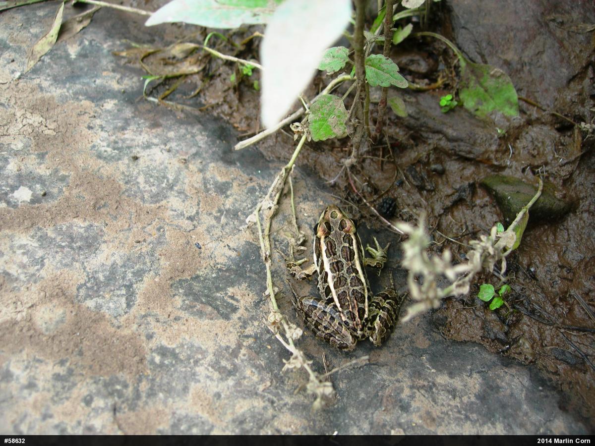 Pickerel Frog