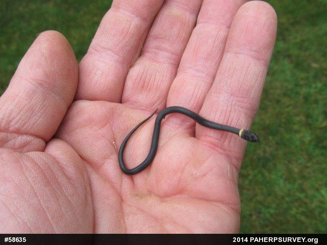 Northern Ring-necked Snake
