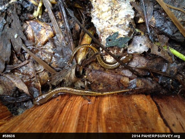 Northern Two-lined Salamander