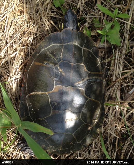 Midland Painted Turtle
