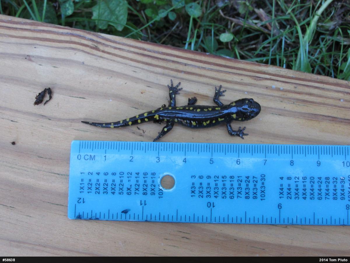 Spotted Salamander