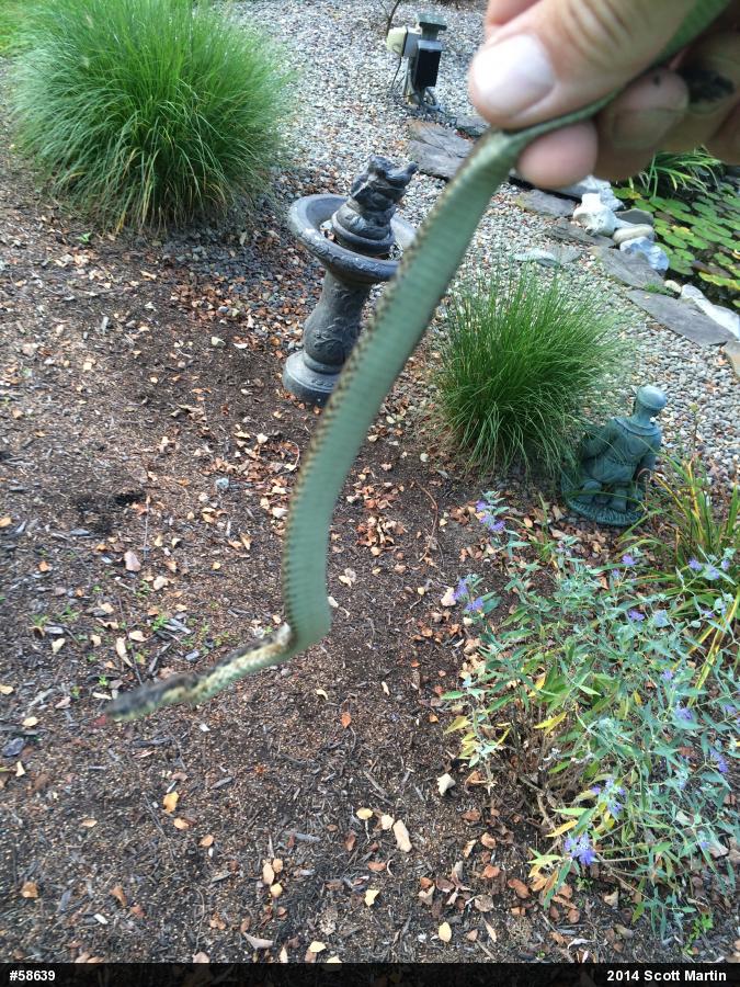Eastern Gartersnake