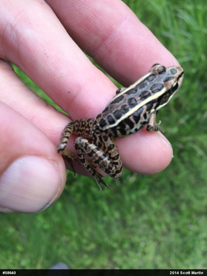 Pickerel Frog