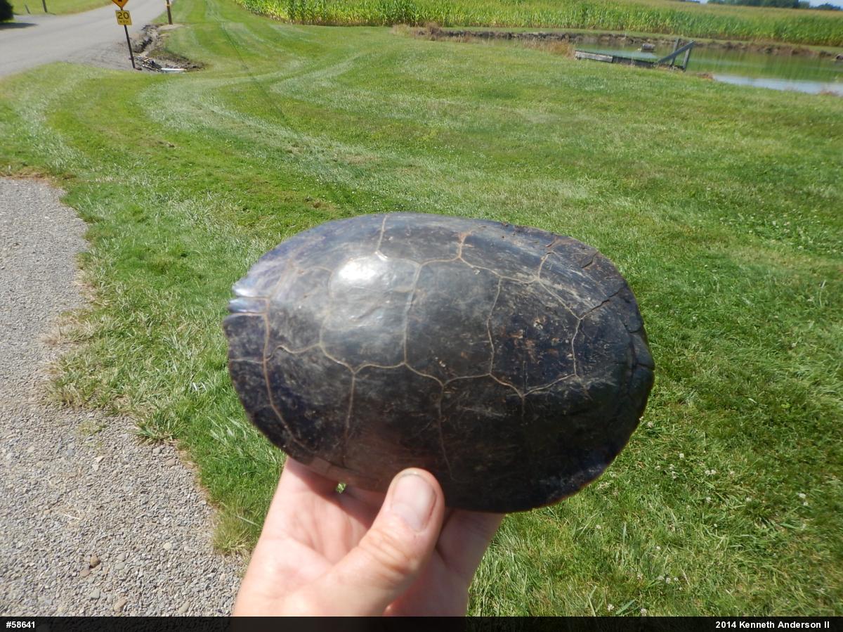 Midland Painted Turtle