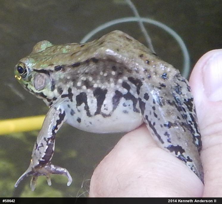 Green Frog