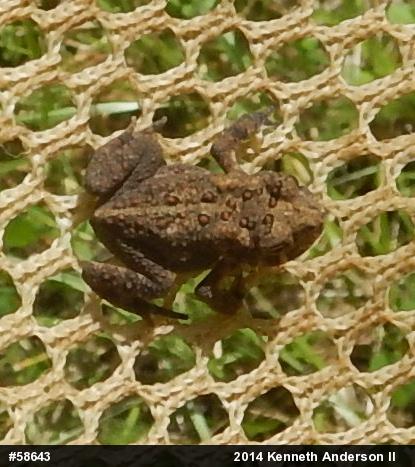 Eastern American Toad